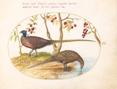 Placa 9: Dos Faisanes con Plantas Frutales de Joris Hoefnagel