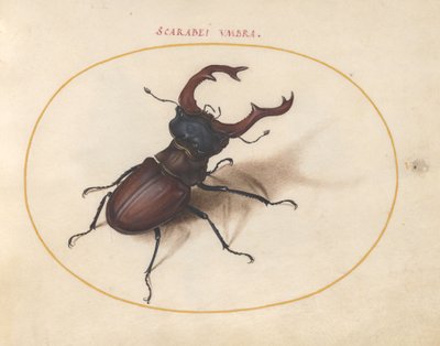 Escarabajo, c.1575-80 de Joris Hoefnagel