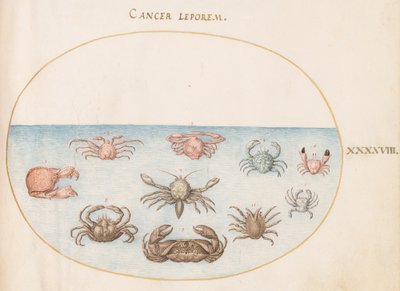 Marisco, c.1575-80 de Joris Hoefnagel
