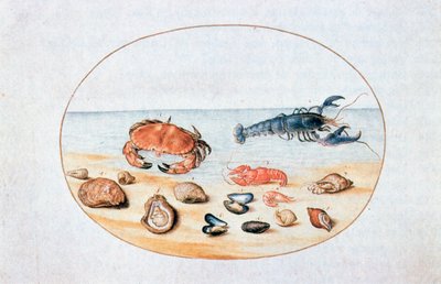 Conchas y mariscos de Joris Hoefnagel