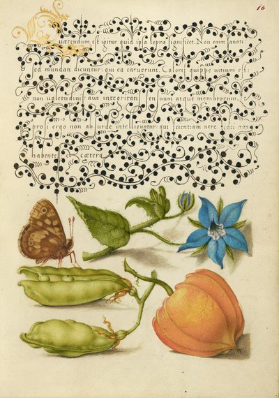Madera moteada, Talewort, Guisante de jardín y Planta linterna de Joris Hoefnagel
