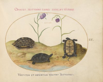Tortuga, c.1575-80 de Joris Hoefnagel