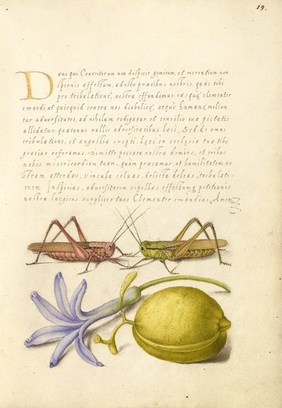 Muerdeverrugas, saltamontes, jacinto y almendra de Joris Hoefnagel