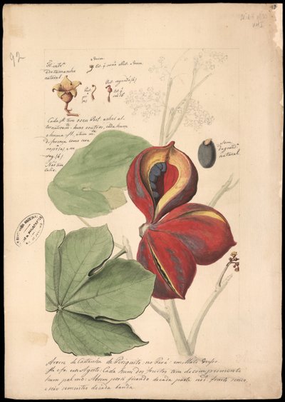 Theobroma bicolor, 1785 de José Joaquim Freire