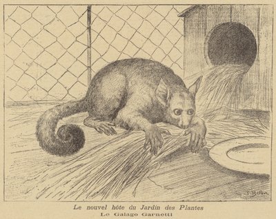 Garnetts Galago, nuevo residente del Jardin des Plantes de Jose Belon