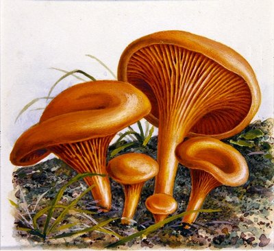 Estudio de hongos de Josef Fleischmann