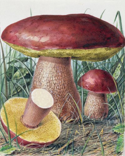 Estudio de Hongos de Josef Fleischmann