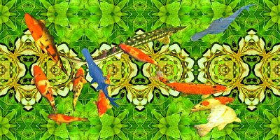 Criaturas: Peces carpa koi bajo el agua jardín 3 de Josef Johann Michel