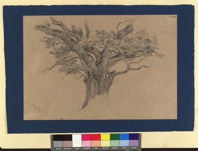 Estudio sobre los árboles de Josef Kriehuber