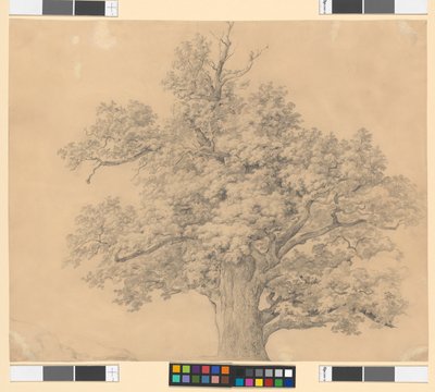 Estudio sobre los árboles de Josef Kriehuber