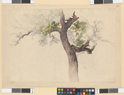 Estudio de un árbol de Josef Kriehuber