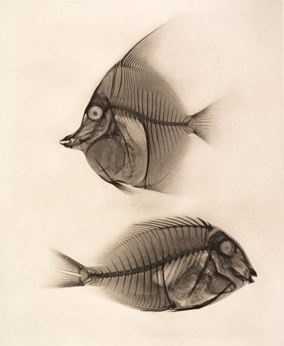 Radiografía histórica de un ídolo moro (Zanclus Cornutus) y un pez cirujano azulado (Acanthurus Nigros) 1896 (foto) de Josef Maria Eder
