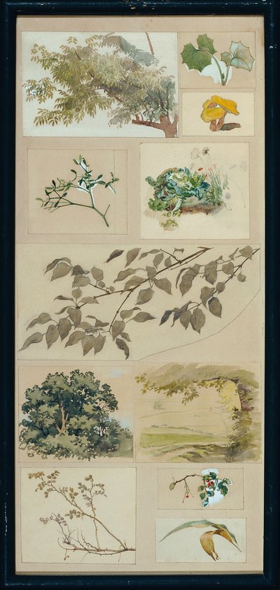 estudios de la naturaleza de Josef Wawra