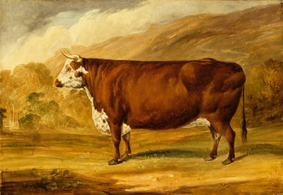 Un toro Hereford (óleo sobre lienzo) de Joseph Dunn