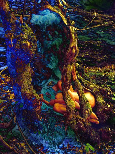 En el árbol de Joseph Angilella Auquier