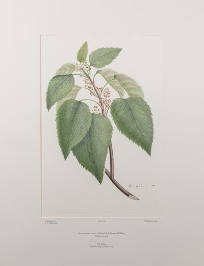 Aristotelia serrata (Elaeocarpaceae) - Lámina 419, Banks