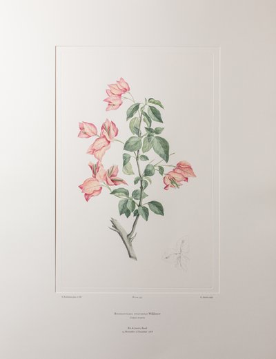 Bouganvillea spectabilis (Nyctaginaceae) - Lámina 355, Banks