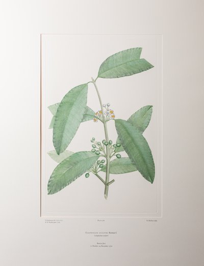 Calophyllum soulattri (Guttiferae) - Lámina 362, Banks