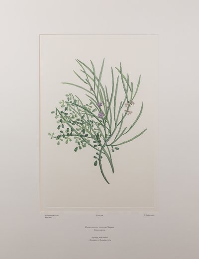 Carmichaelia solandri (Leguminosae) - Lámina 429, Florilegio de Banks, c.1771-84 (grabado en cobre sobre papel) de Joseph Banks