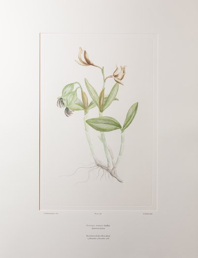 Cattleya forbesii (Orchidaceae) - Lámina 358, Banks