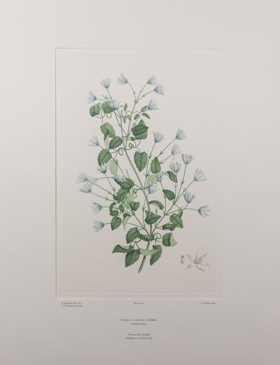 Clematis forsteri (Ranunculaceae) - Lámina 402, Banks