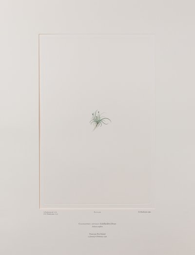 Colobanthus apetalus (Caryophyllaceae) - Lámina 414, Florilegio de Banks, c.1771-84 (grabado en cobre sobre papel) de Joseph Banks