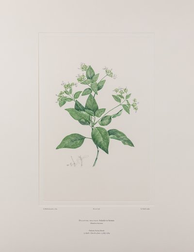 Dicliptera bracteata (Acanthaceae) - Lámina 636, Banks