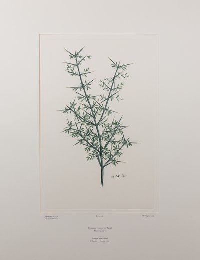 Discaria toumatou (Rhamnaceae) - Lámina 426, Banks