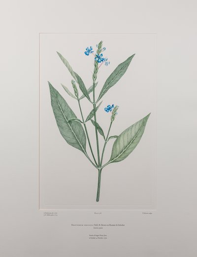 Eranthemum nervosa (Acanthaceae) - Lámina 378, Florilegio de Banks, c.1771-84 (grabado en cobre sobre papel) de Joseph Banks