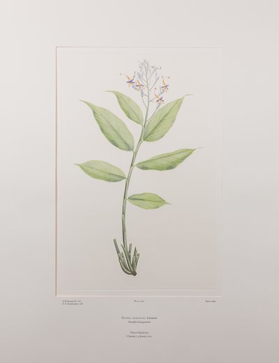 Globba marantina (Zingiberaceae) - Lámina 390, Florilegio de Banks, c.1771-84 (grabado en cobre sobre papel) de Joseph Banks