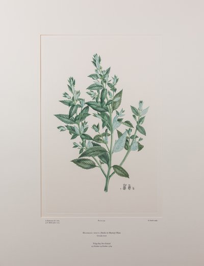 Haloragis erecta (Haloragidaceae) - Lámina 439, Banks