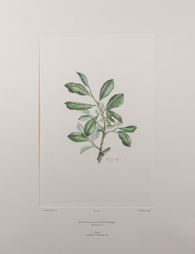 Heberdenia bahamensis (Myrsinaceae) - Lámina 395, Banks