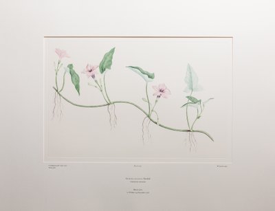 Ipomoea aquatica (Convolvulaceae) - Lámina 375, Florilegio de Banks, c.1771-84 (grabado en cobre sobre papel) de Joseph Banks