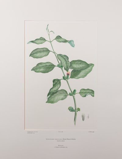 Lepeostegeres geminiflorus (Loranthaceae) - Lámina 386, Banks