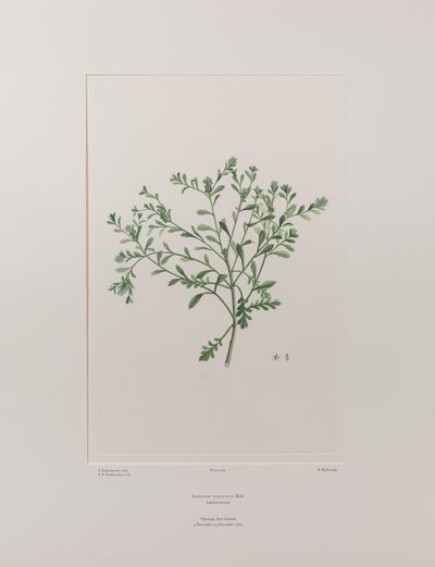 Lepidium flexicaule (Cruciferae) - Lámina 409, Florilegio de Banks, c.1771-84 (grabado en cobre sobre papel) de Joseph Banks