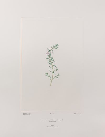 Lythrum junceum (Lythraceae) - Lámina 392, Florilegio de Banks, c.1771-84 (grabado en cobre sobre papel) de Joseph Banks
