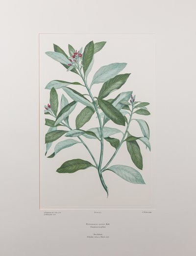 Pittosporum ralphii (Pittosporaceae) - Lámina 413, Florilegio de Banks, c.1771-84 (grabado en cobre sobre papel) de Joseph Banks