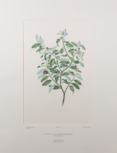 Pittosporum tenuifolium (Pittosporaceae) - Lámina 412, Florilegio de Banks, c.1771-84 (grabado en cobre sobre papel) de Joseph Banks