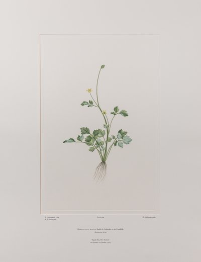 Ranunculus hirtus (Ranunculaceae) - Lámina 404, Banks