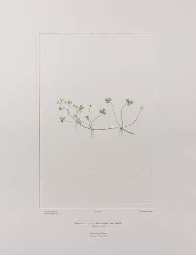 Ranunculus rivularis (Ranunculaceae) - Lámina 405, Florilegio de Banks, c.1771-84 (grabado en cobre sobre papel) de Joseph Banks