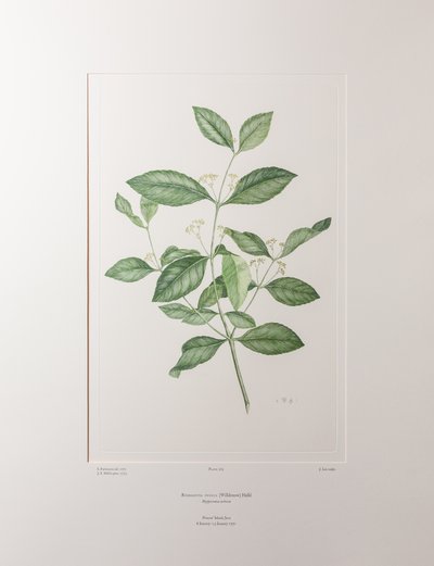 Reissantia indica (Celastraceae) - Lámina 363, Banks