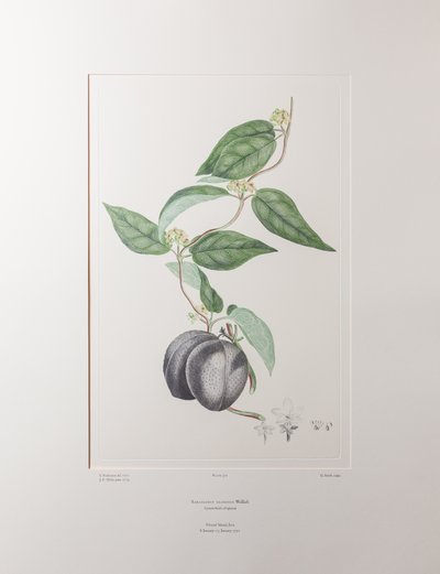 Sarcolobus globosus subsp. globosus (Asclepiadaceae) - Lámina 372, Florilegio de Banks, c.1771-84 (grabado en cobre sobre papel) de Joseph Banks