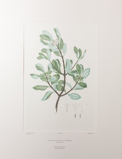 Schyphiphora hydrophyllacea (Rubiaceae) - Lámina 148, Florilegio de Banks, c.1771-84 (grabado en cobre sobre papel) de Joseph Banks
