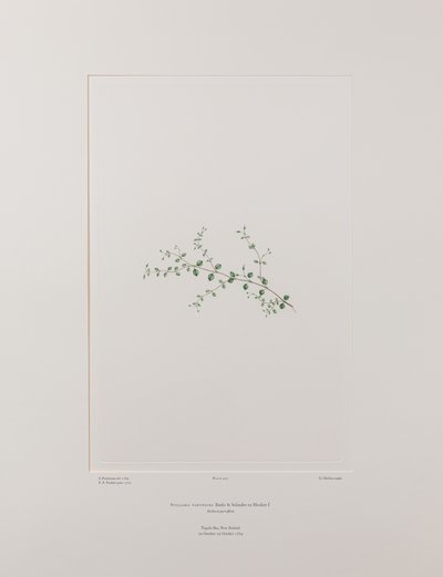 Stellaria parviflora (Caryophyllaceae) - Lámina 415, Banks