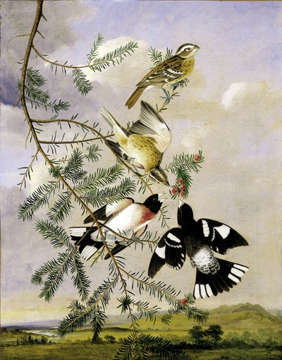 Pico picapinos de Joseph Bartholomew Kidd