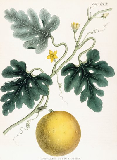 Colocynth, de "Ilustraciones de Botánica Médica: Consistiendo en figuras coloreadas de las plantas que proporcionan los artículos importantes de la Materia Médica". J.H. Colen, 1847 de Joseph Carson