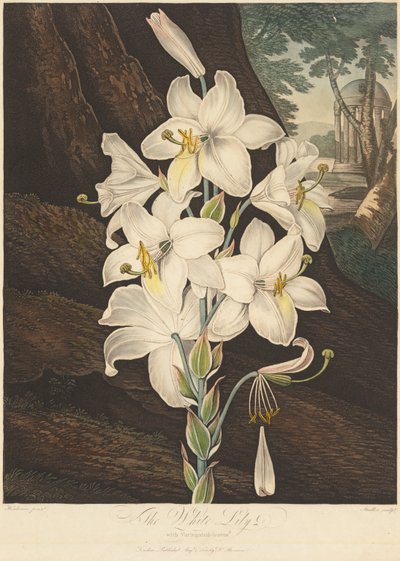 El Templo de Flora; o Jardín de la Naturaleza: Lirio Blanco con Hojas Variegadas de Joseph Constantine Stadler