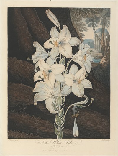 El lirio blanco con hojas variegadas, 1800, de Robert John Thornton, el "Templo de la Flora", 1799-1812 de Joseph Constantine Stadler