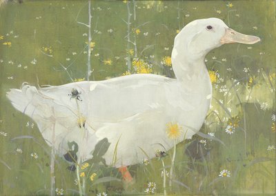 El pato blanco de Joseph Crawhall