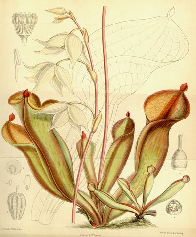 Heliamphora nutans, 1890 de Joseph Dalton Hooker